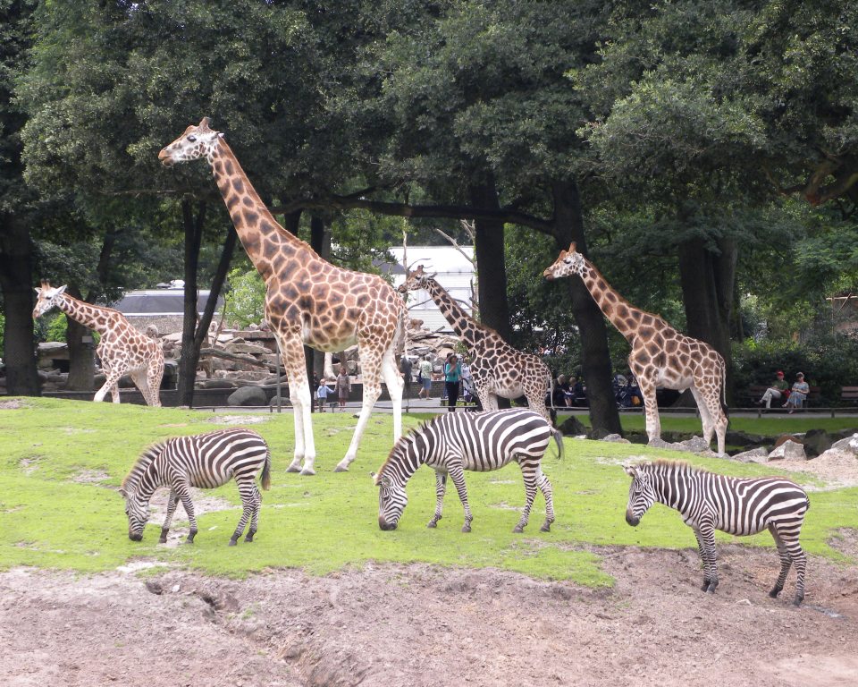 Giraffes op savanne van Dierenpark Emmen - 2009