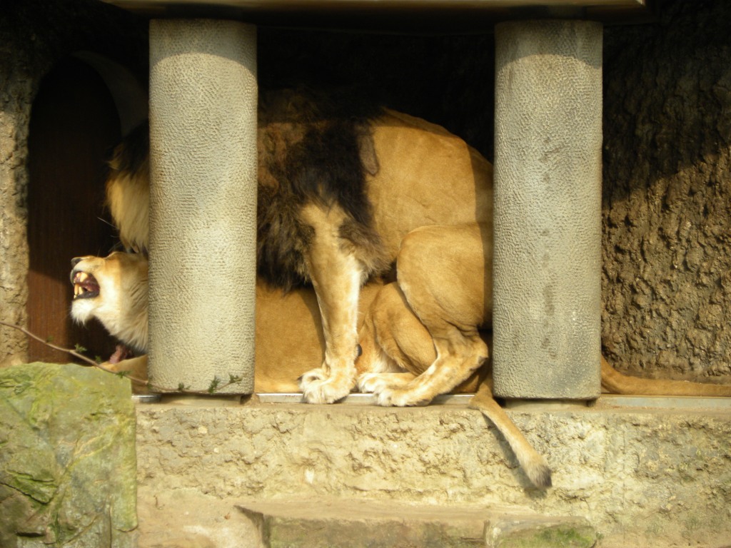 Parende leeuwen - Artis op 24 maart 2011