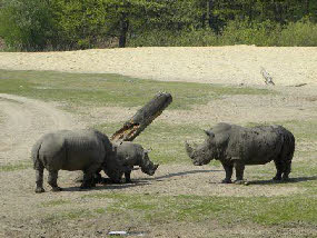 Neushoorns op de savane