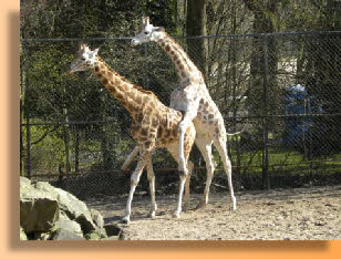 Parende giraffen