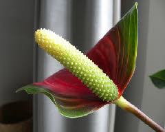 Bekijk mooie bloemen zoals deze Anthurium