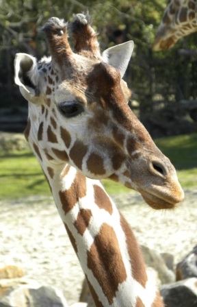 Eigen foto - Giraffe in Diergaarde Blijdorp