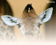 Lees meer over de giraffe als beeldmerk op mijn site!