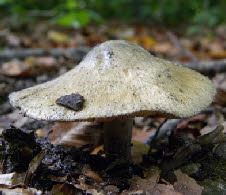 Bekijk paddestoelen in alle kleuren en vormen