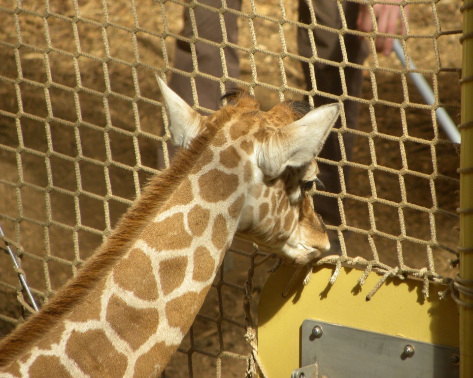 Jonge giraffe Doris