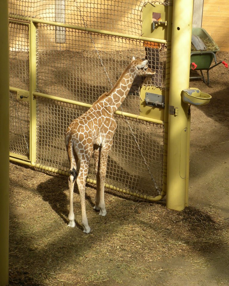 Jonge giraffe Doris