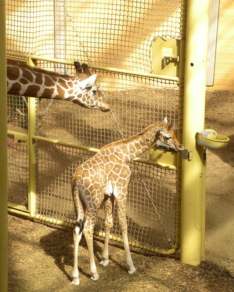 Jonge giraffe Doris en haar moeder