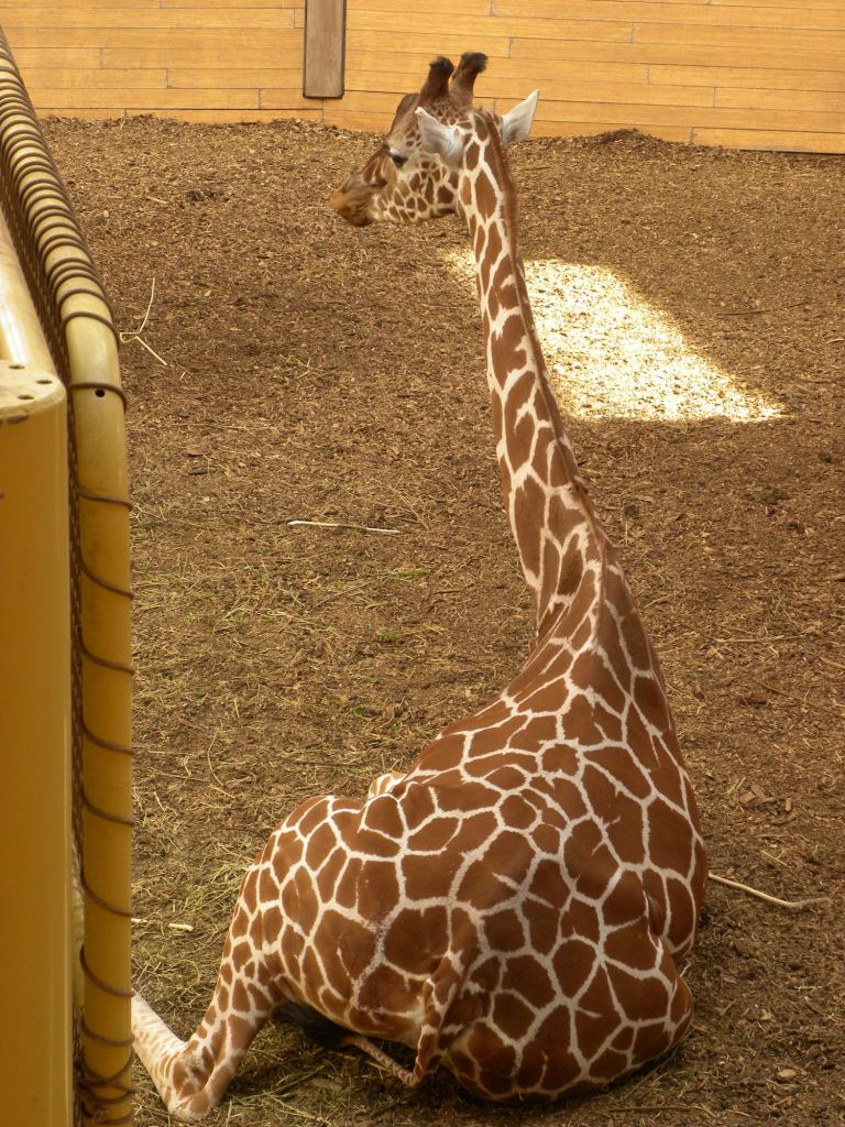 Zittende giraffe