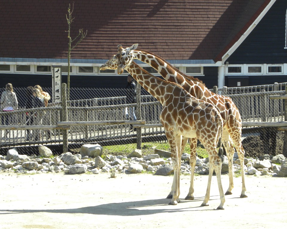 Liefkozing tussen giraffen