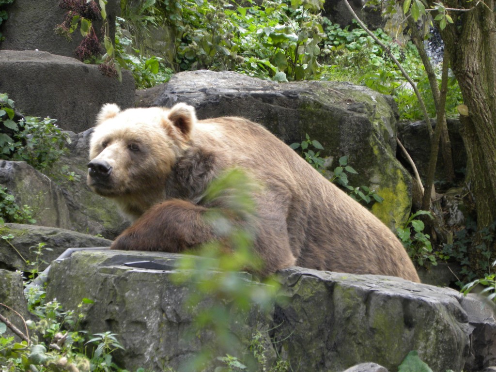 Een Kodiakbeer