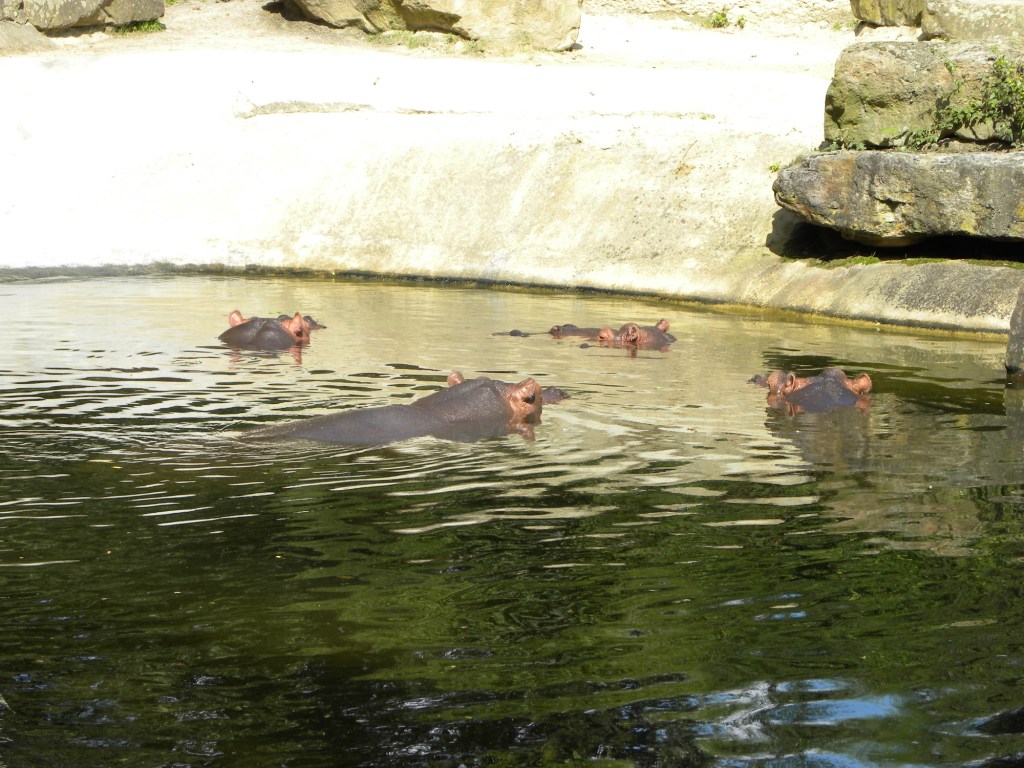 Nijlpaarden theekransje