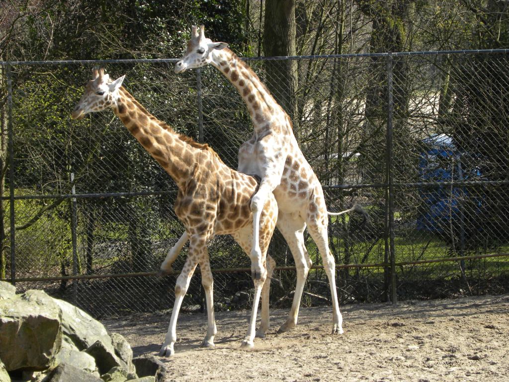 Vrijende giraffen in Ouwehands dierenpark - maart 2011