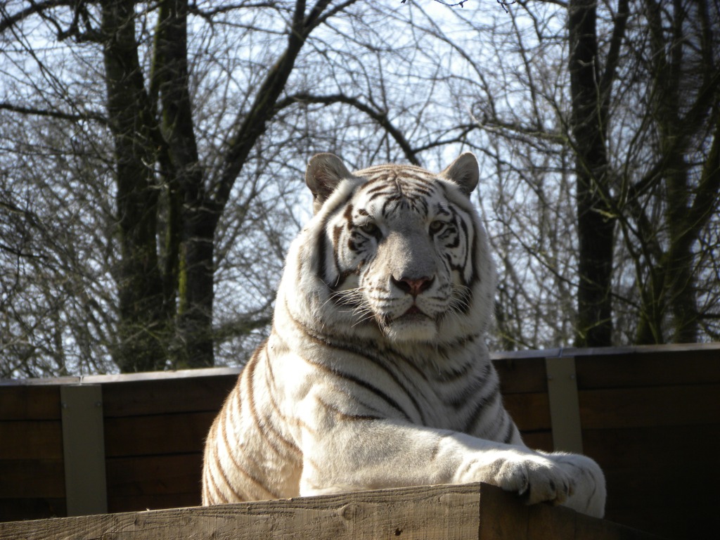 Witte tijger - Ouwehands