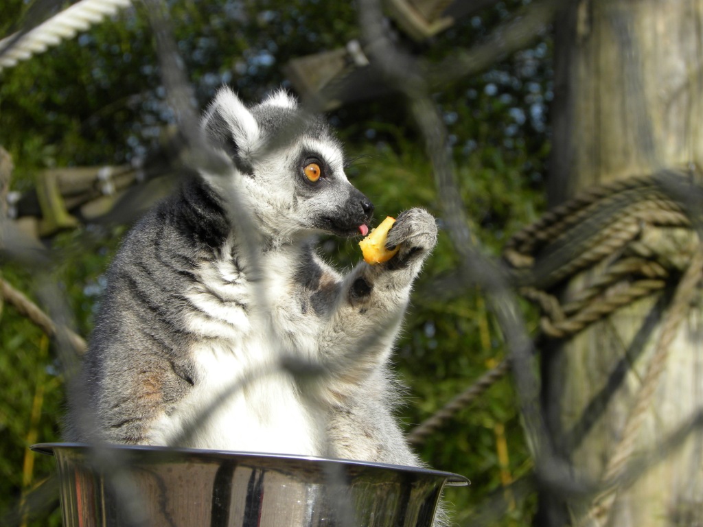 Maki eet en geniet in de zon - Ouwehands